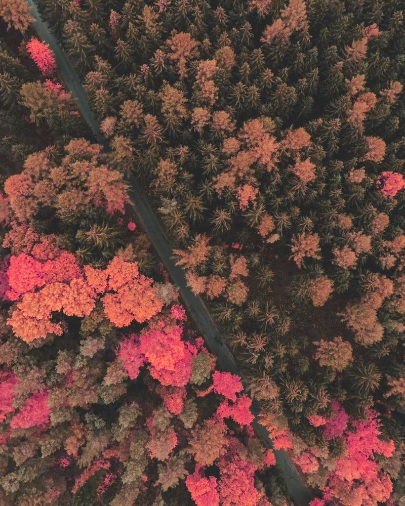 Index Rush Blazer